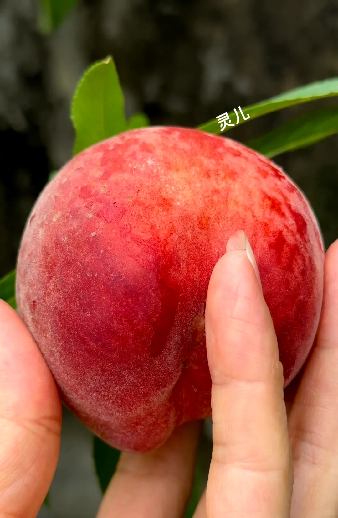 种在广州的盆栽台农水蜜桃成熟啦✌️