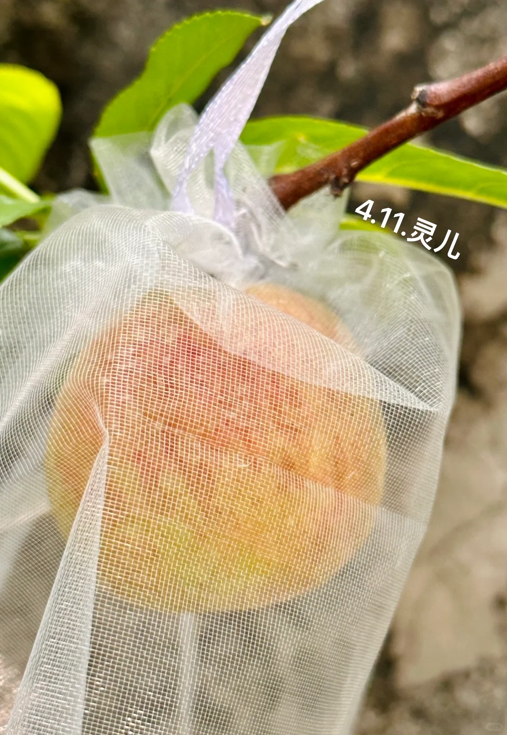 种在广州的盆栽台农水蜜桃成熟啦✌️