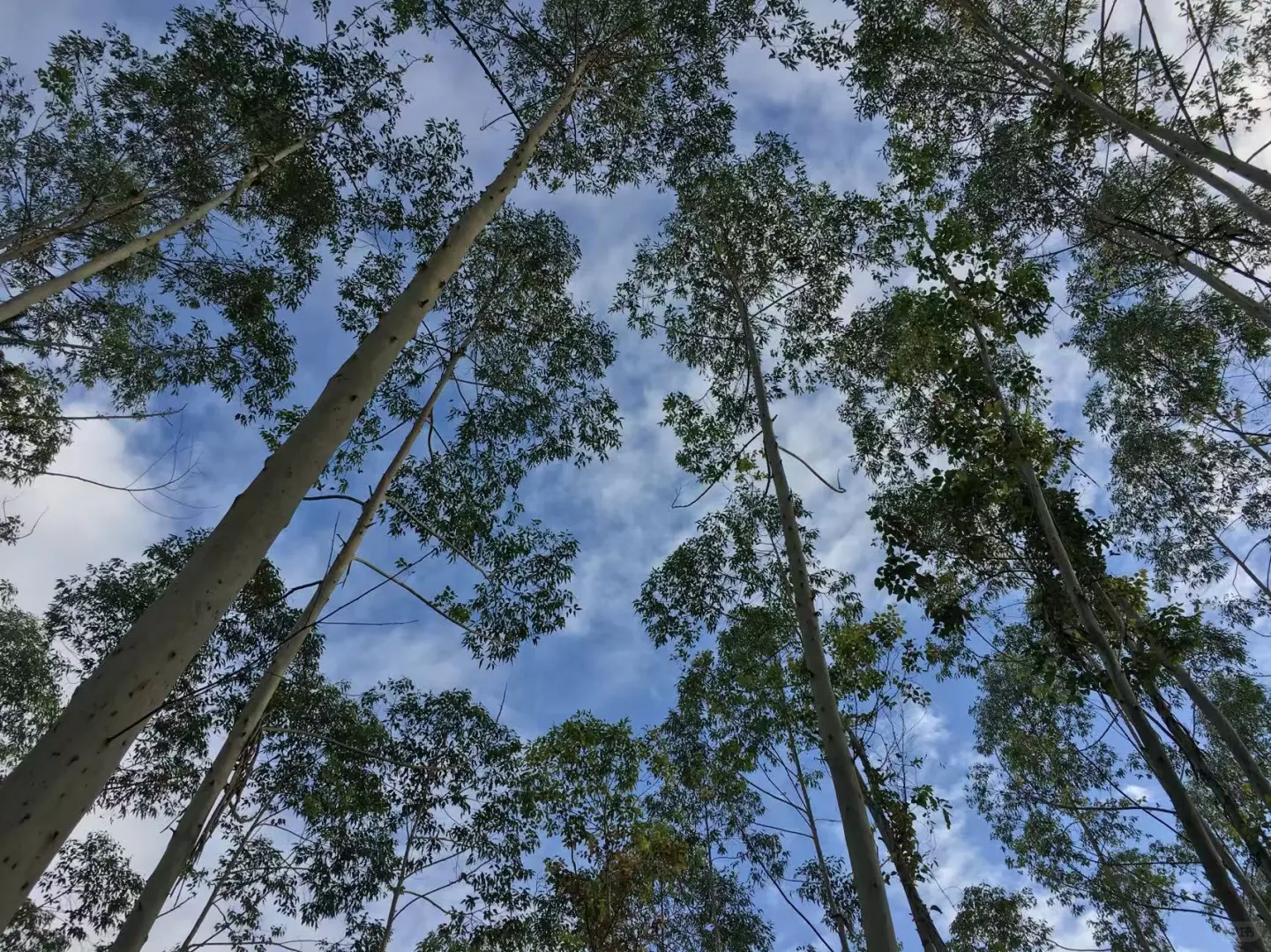 林场转让/出售/转包