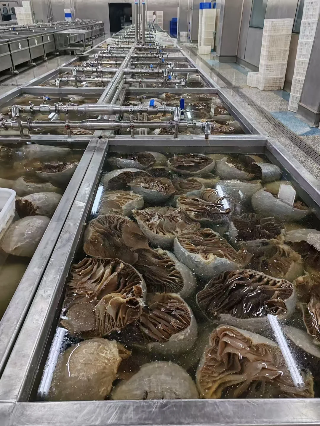 毛肚厂家直销 一件也是批发价