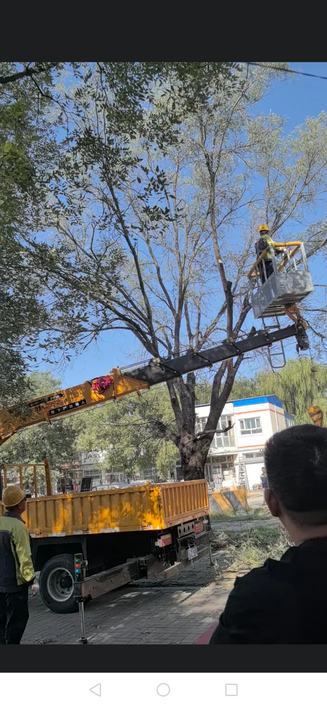 农村林业工人整理树木也用上现代化机械了