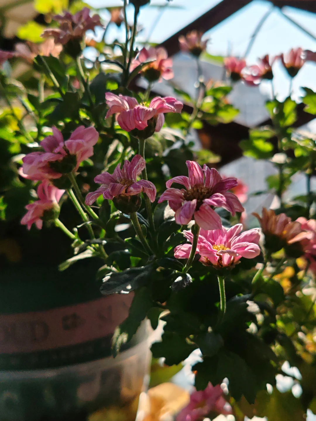 今天阳台农场小收获，这种水果90%人没吃过