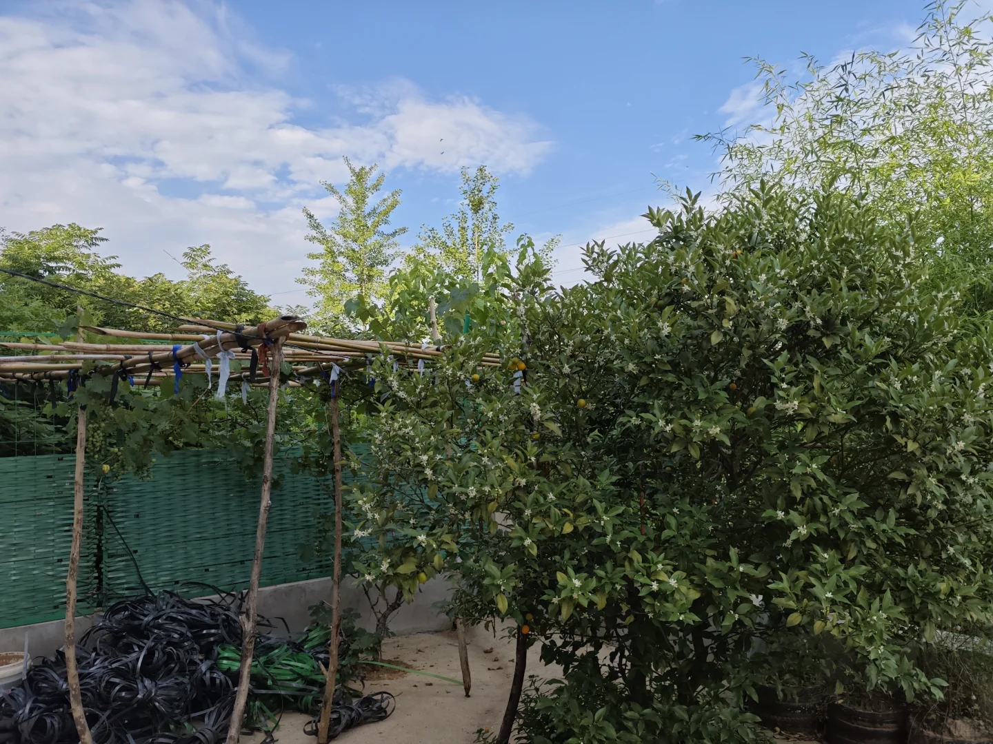 家里的葡萄和金钱桔都开花成长啦
