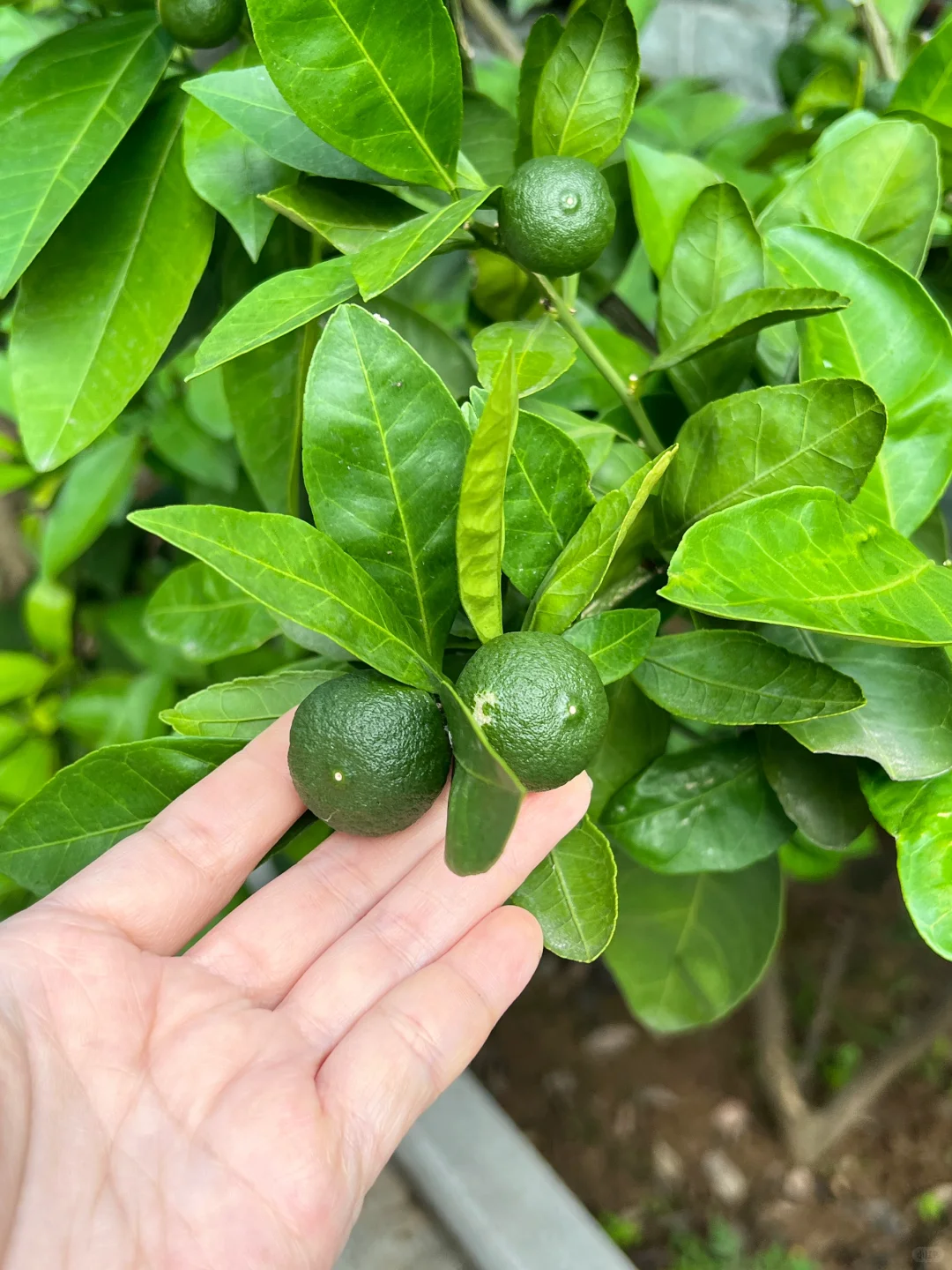 妥妥的梦中情果就它了?????