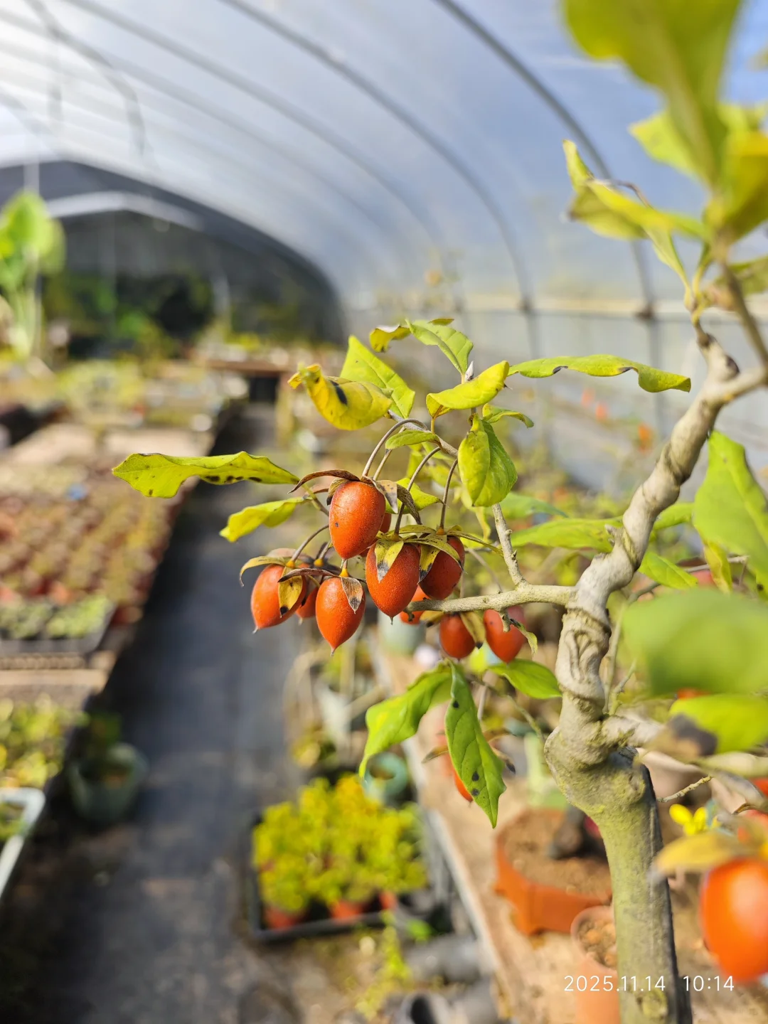 果满枝头，丰收咯