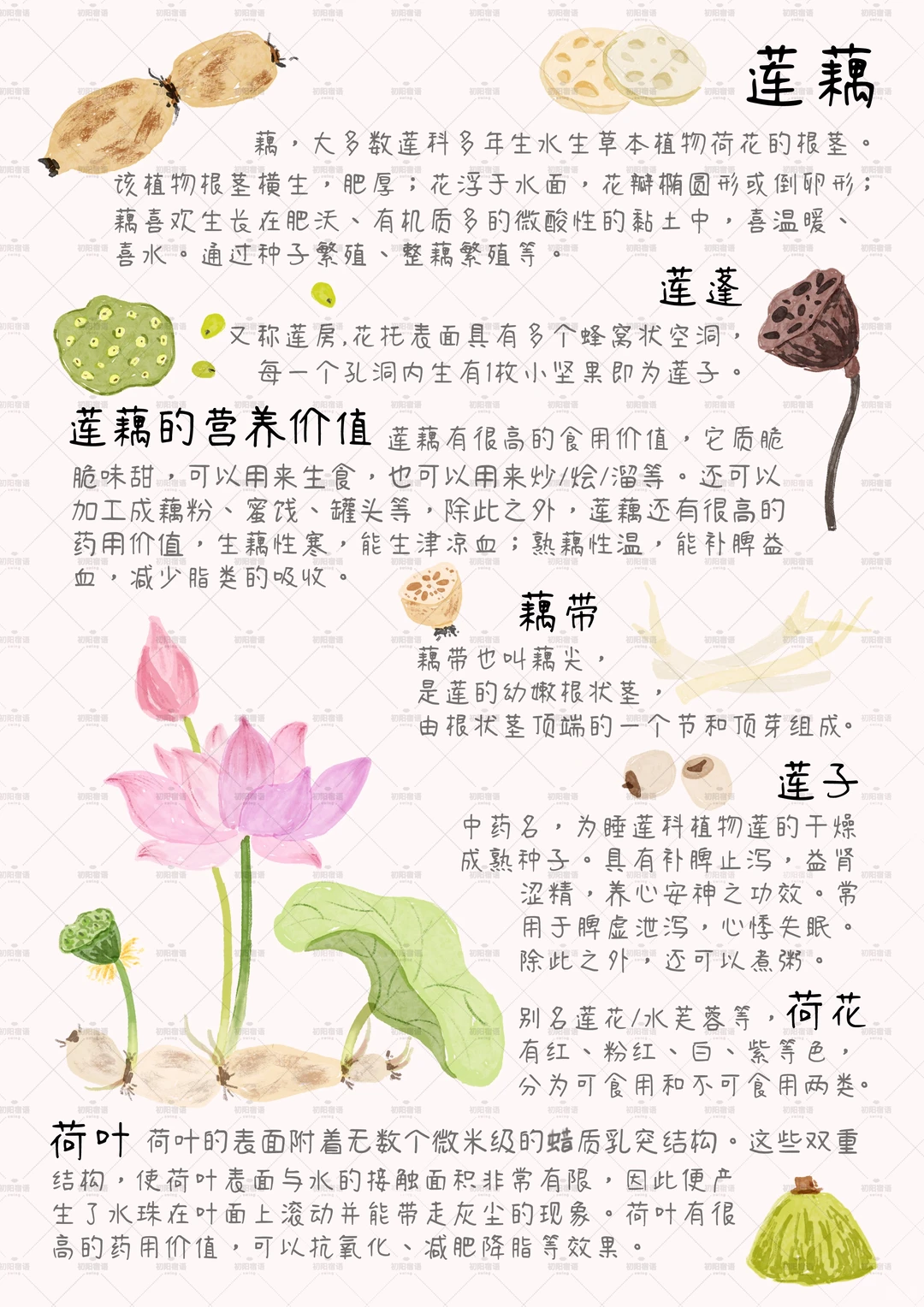 谁懂这九宫格的含金量？植物百科