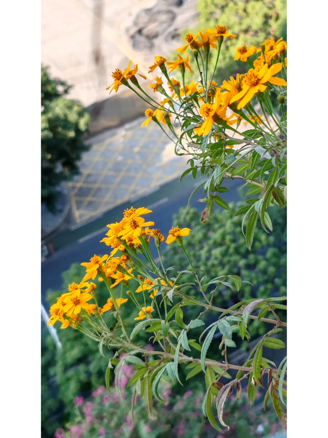 今天阳台农场小收获，这种水果90%人没吃过