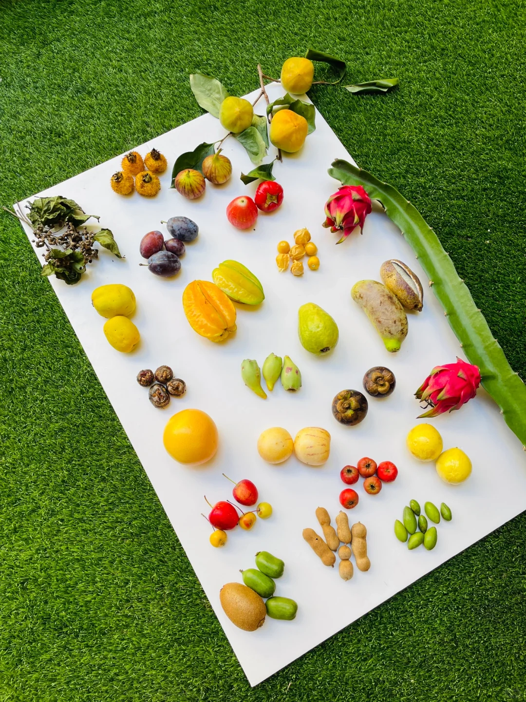 给孩子们的秋季水果图鉴