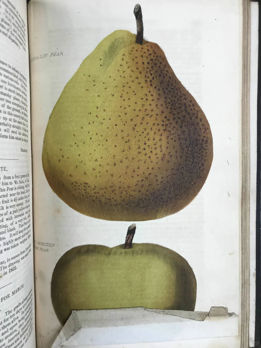 19世纪早期的植物杂志居然要手工给插图上色