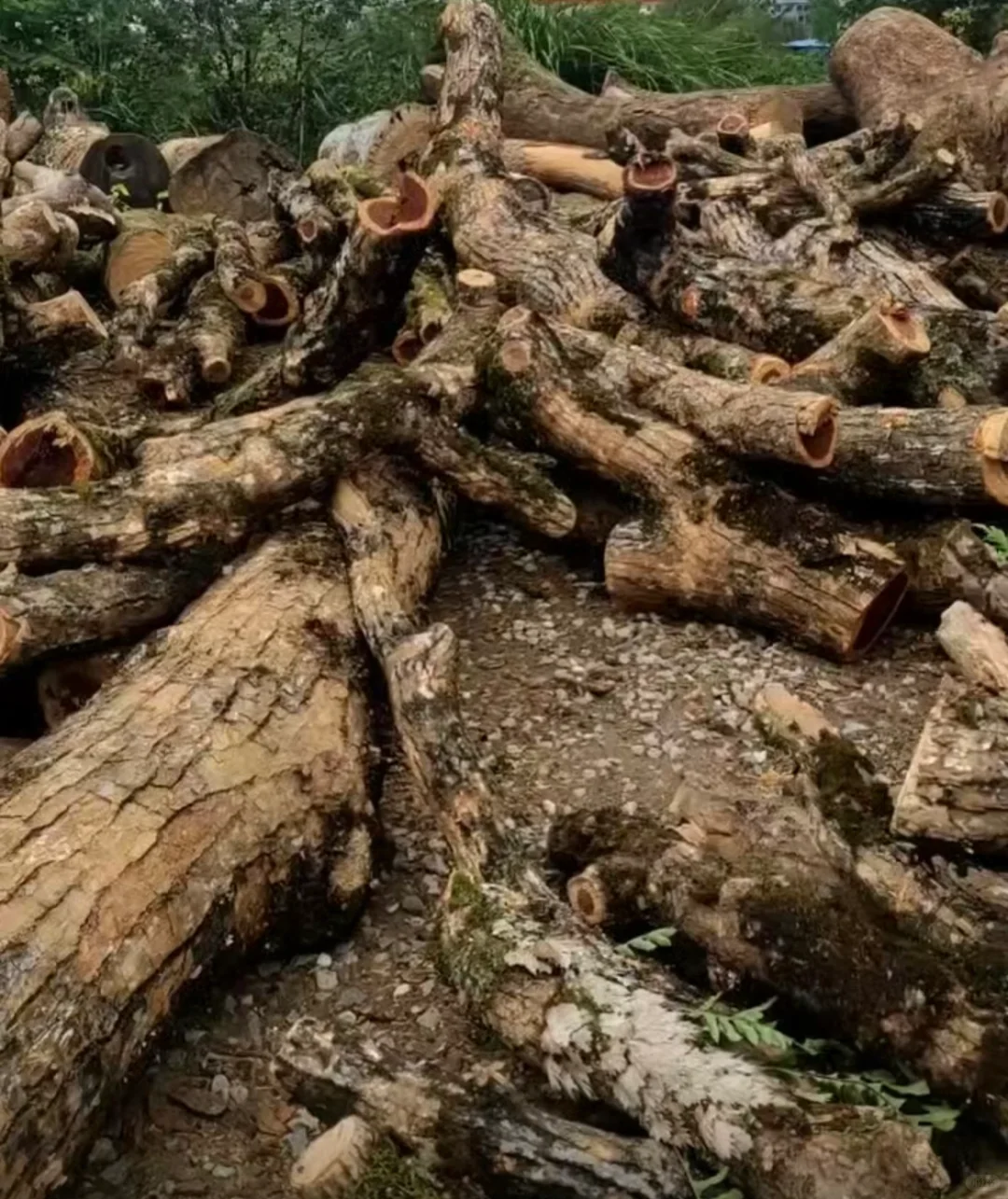 类似于填海批文的证件