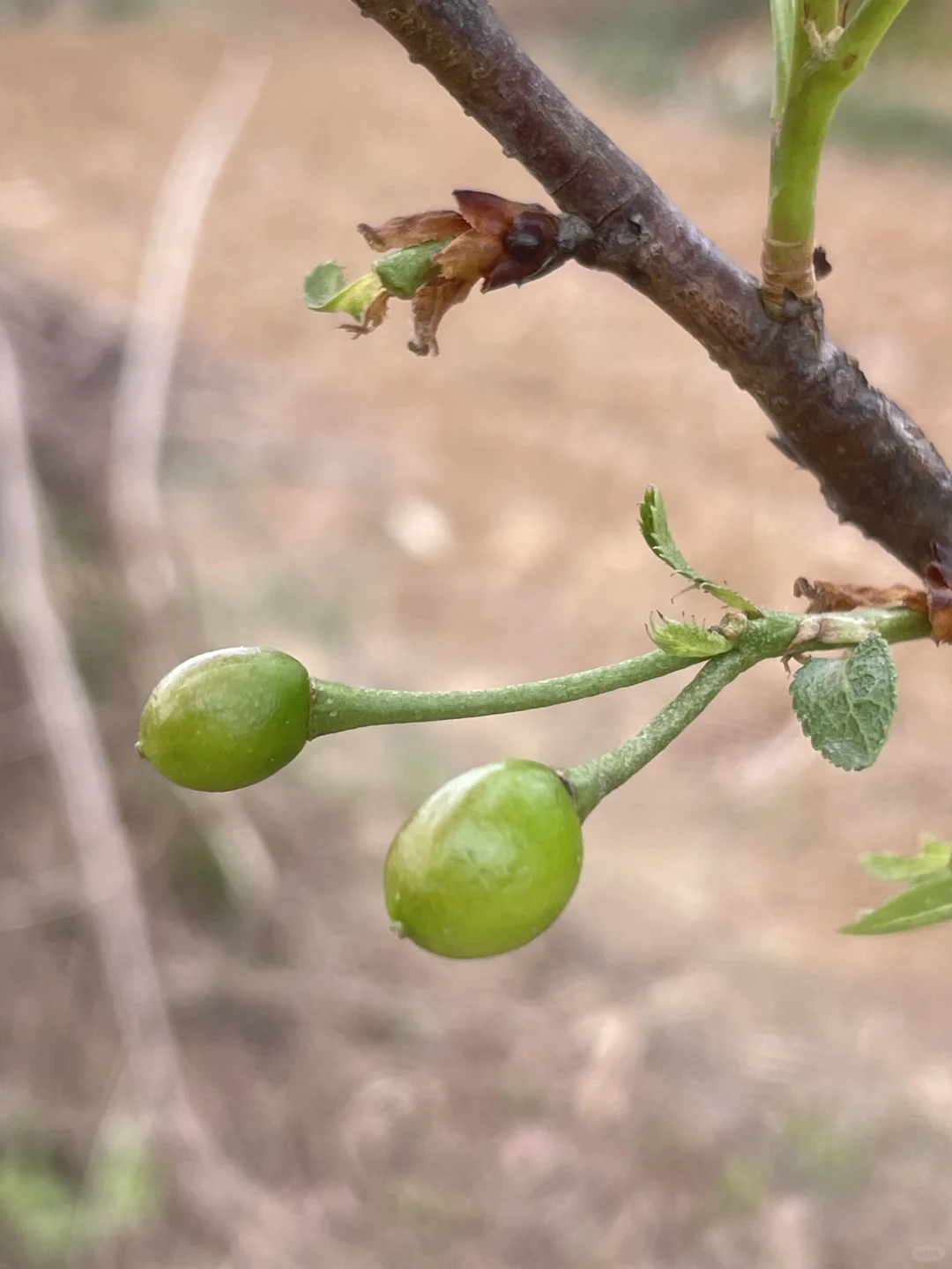 我家小果园，品种越来越丰富了