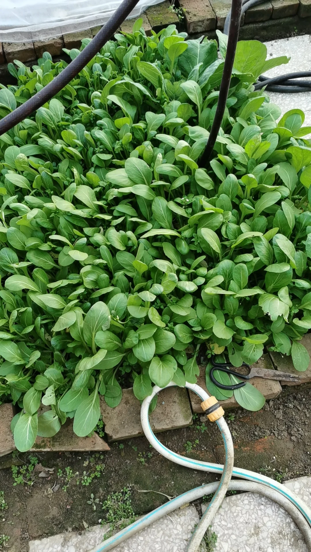 愿意帮我卖草莓有提成私信我