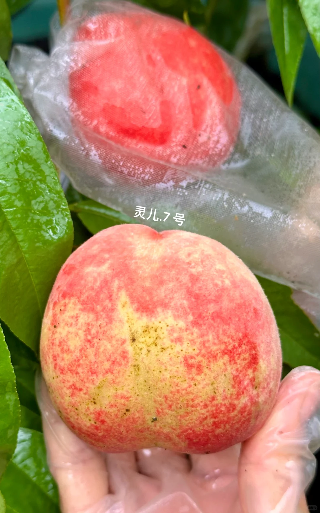 种在广州的盆栽台农水蜜桃成熟啦✌️