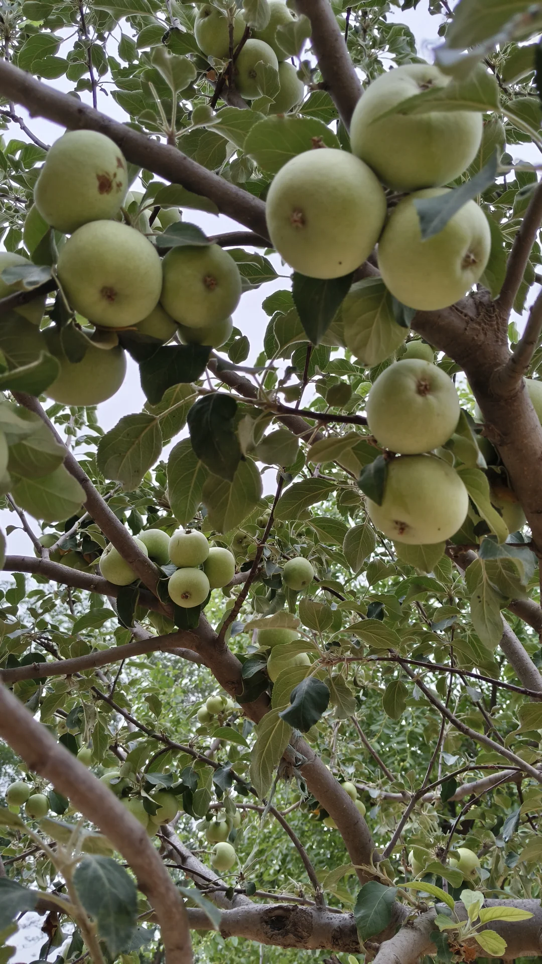 大枣，苹果，柿子