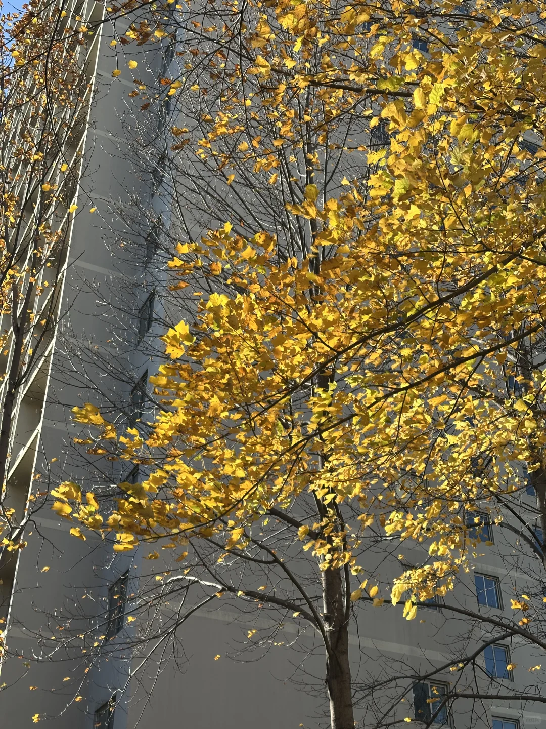 北林?赞美一下宿舍楼下的鹅掌楸?