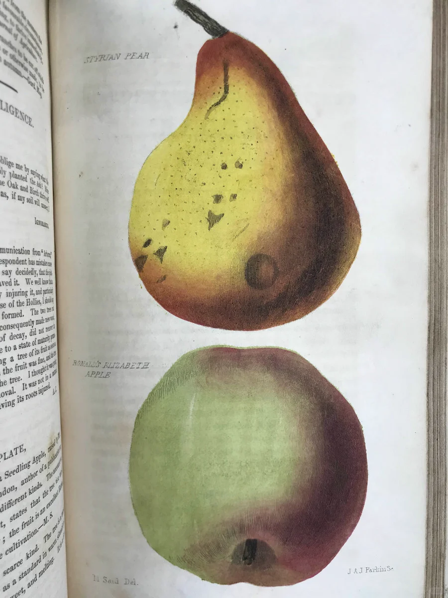 19世纪早期的植物杂志居然要手工给插图上色