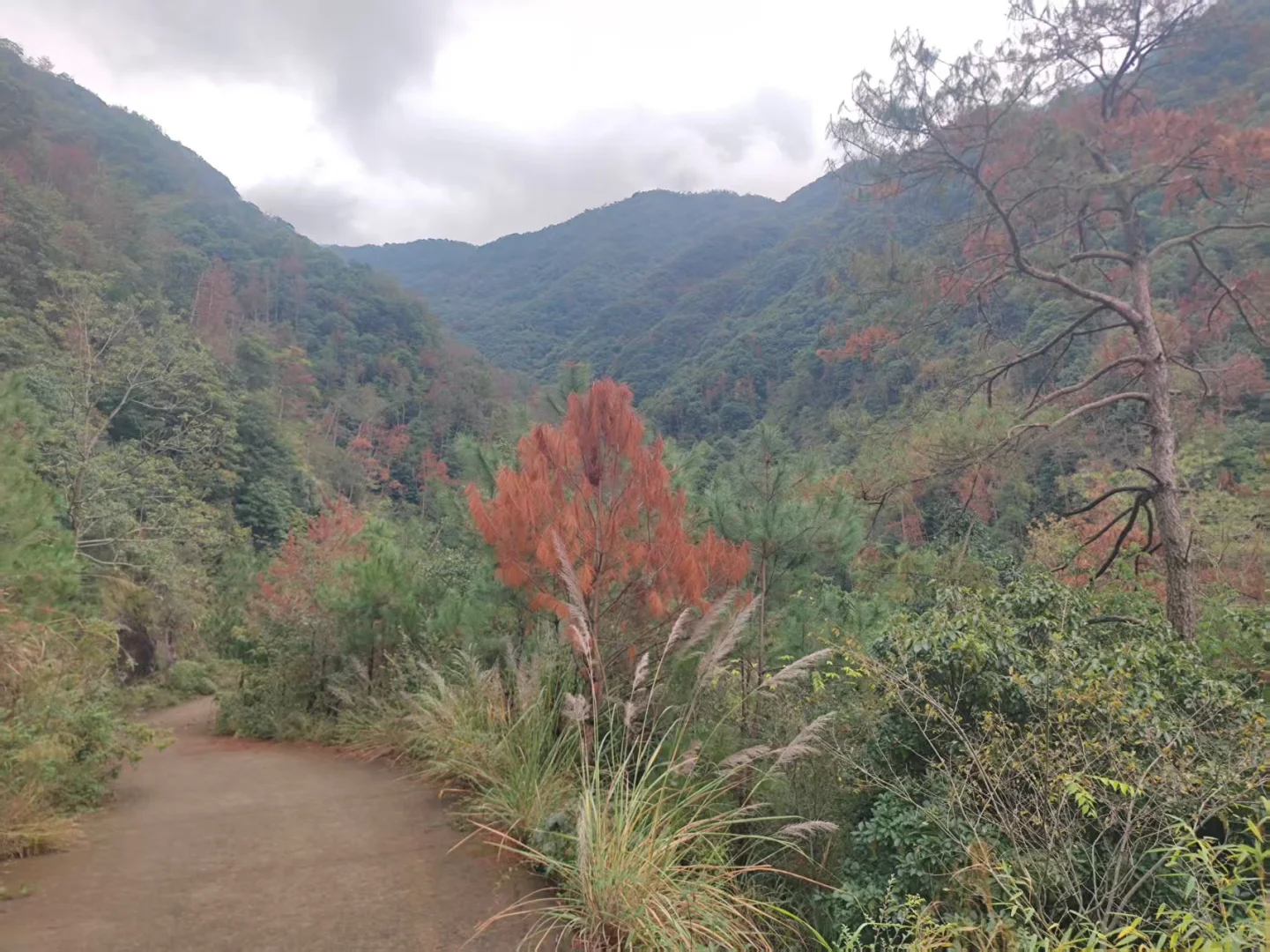刻不容缓!松材线虫如何防治呼吁!