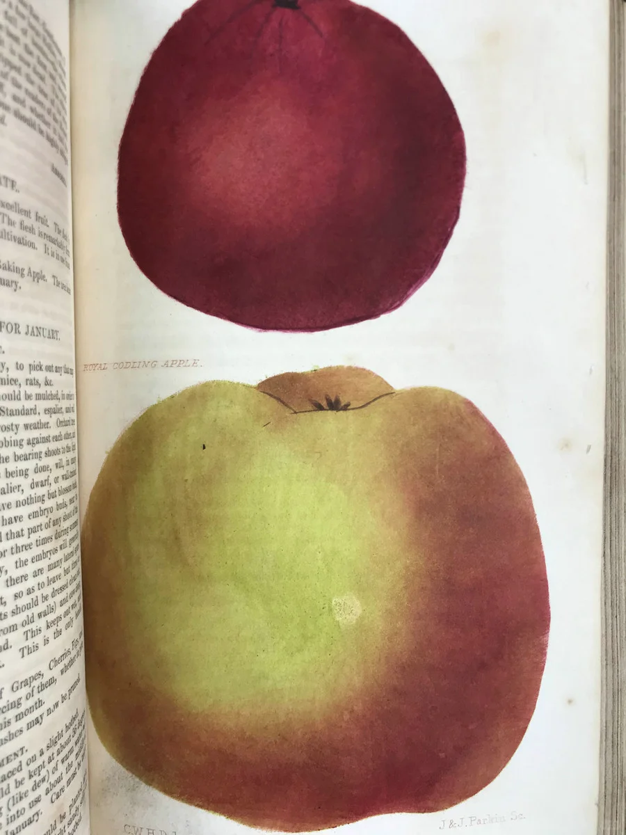 19世纪早期的植物杂志居然要手工给插图上色