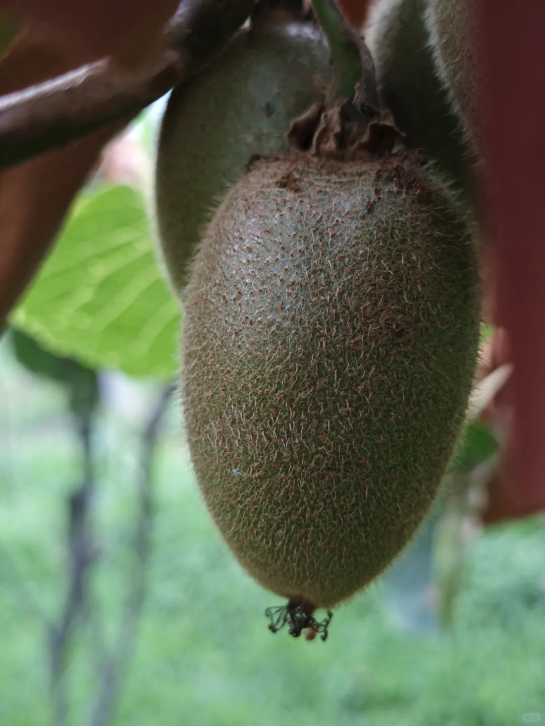 秋天是猕猴桃的季节?