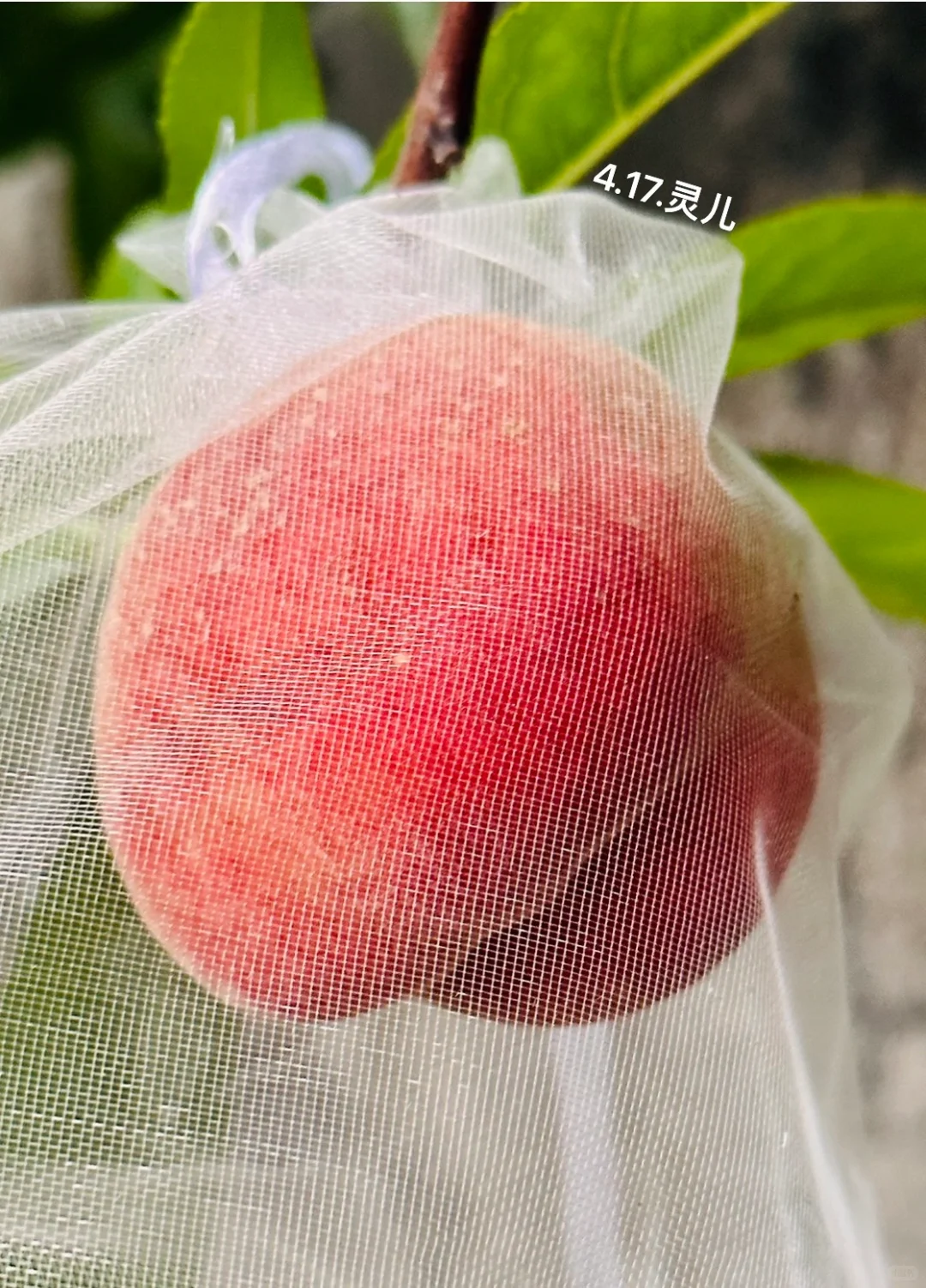 种在广州的盆栽台农水蜜桃成熟啦✌️