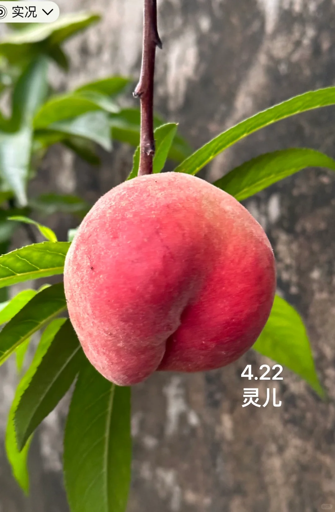 种在广州的盆栽台农水蜜桃成熟啦✌️