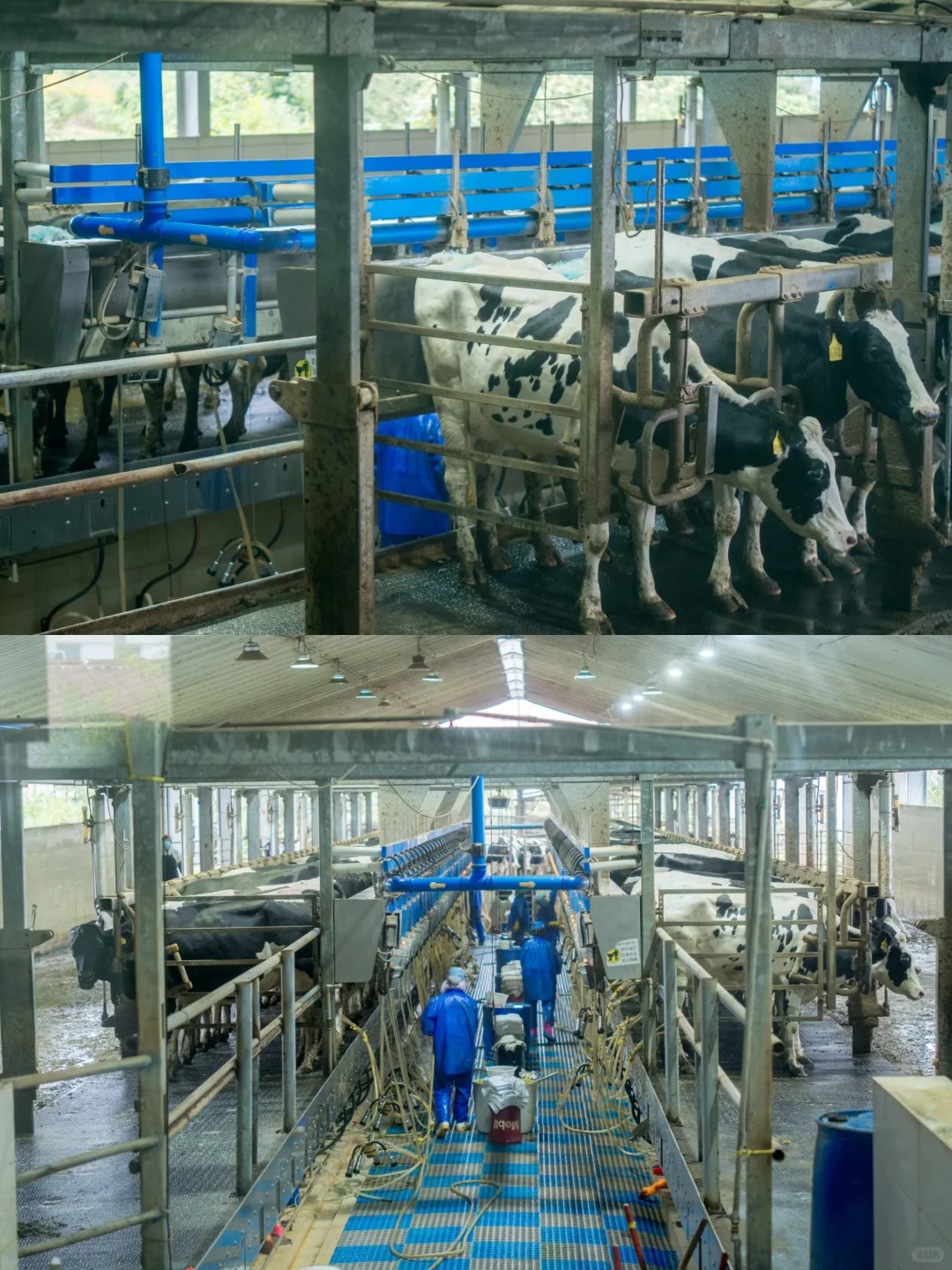 好一多牧场开放日!带娃探秘贵阳奶牛王国?