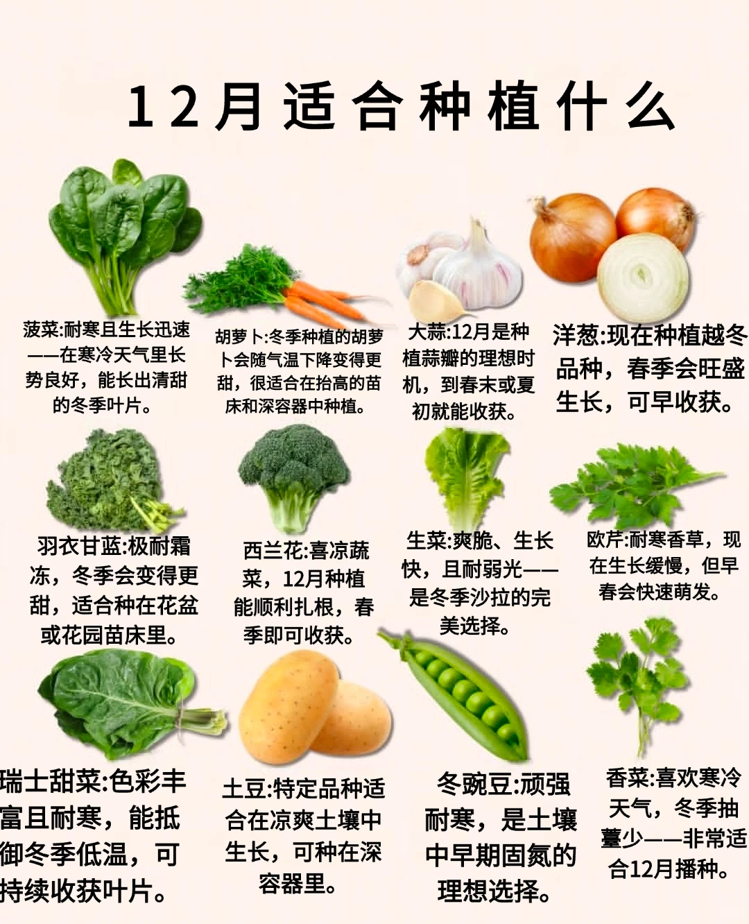12月适合种植什么