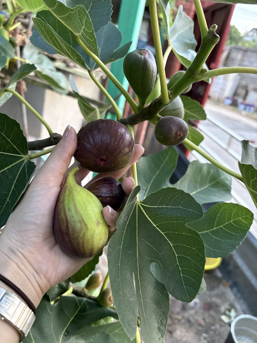 只要有块地 就有吃不完的水果