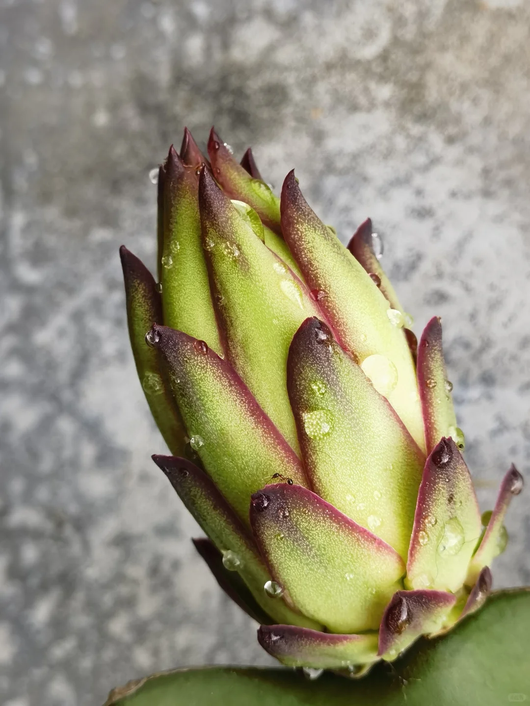 亲手栽种的水果丰收在望！