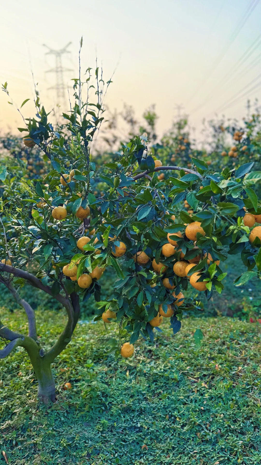惠州福田沃柑开园
