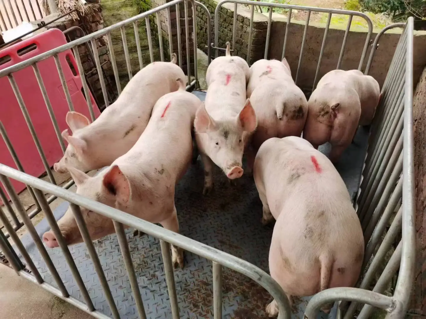 2025年12月5日全国各地生猪价格信息