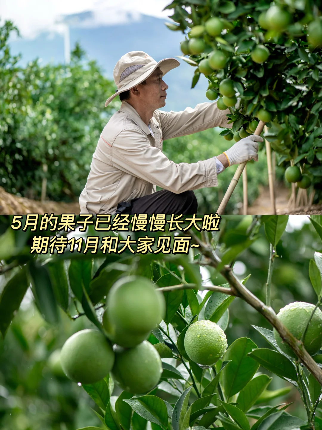 2月还是花苞,11月甜到炸裂?