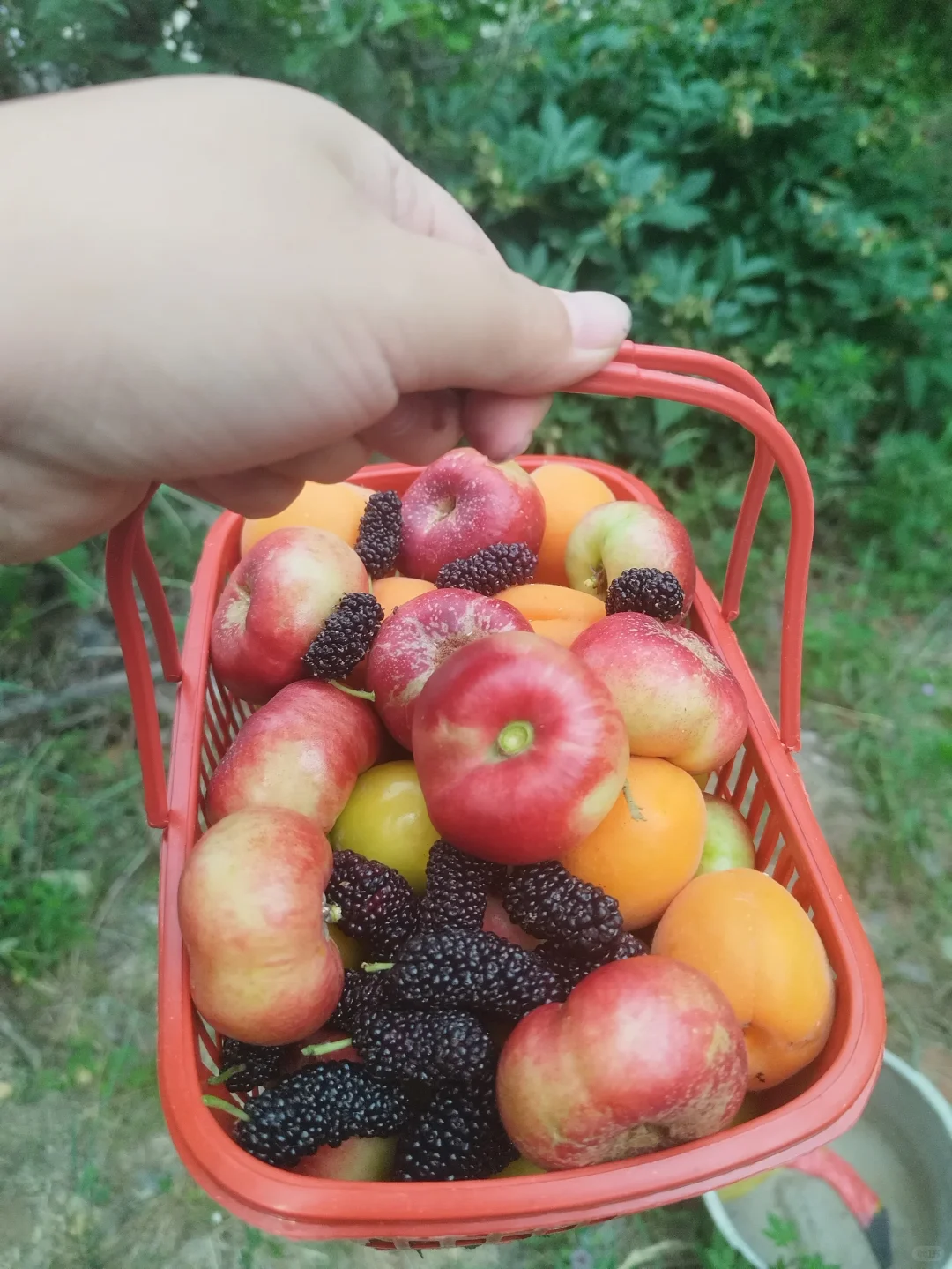 我的小菜园摘的果子！