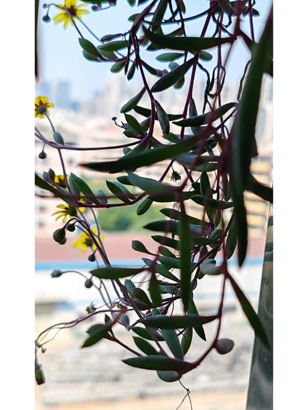 今天阳台农场小收获，这种水果90%人没吃过