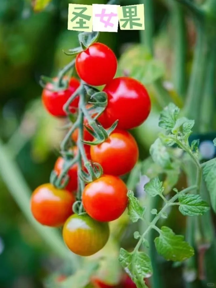 阳台可以盆栽的水果合集?安利给所有姐妹