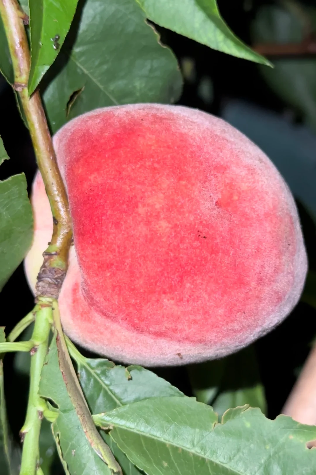 种在广州的盆栽台农水蜜桃成熟啦✌️