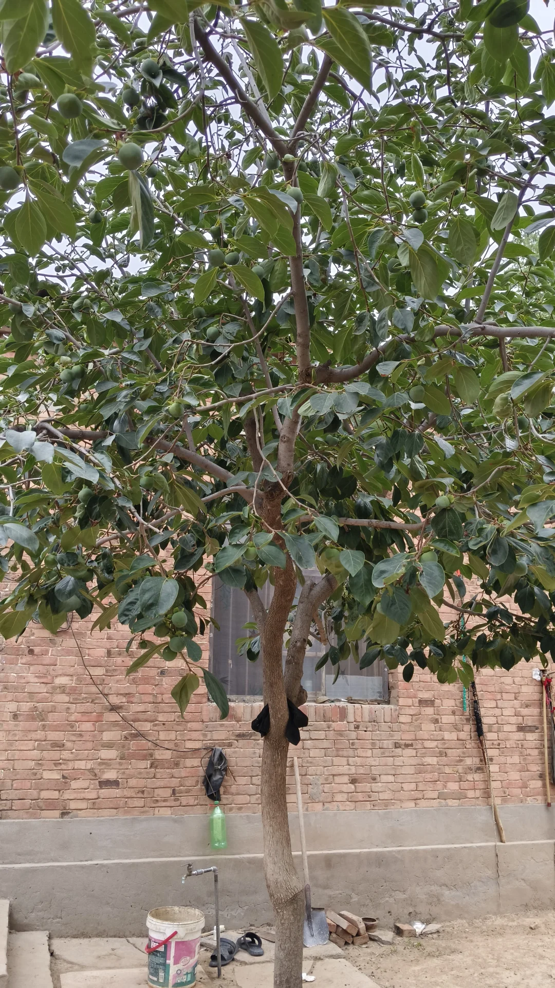 大枣，苹果，柿子