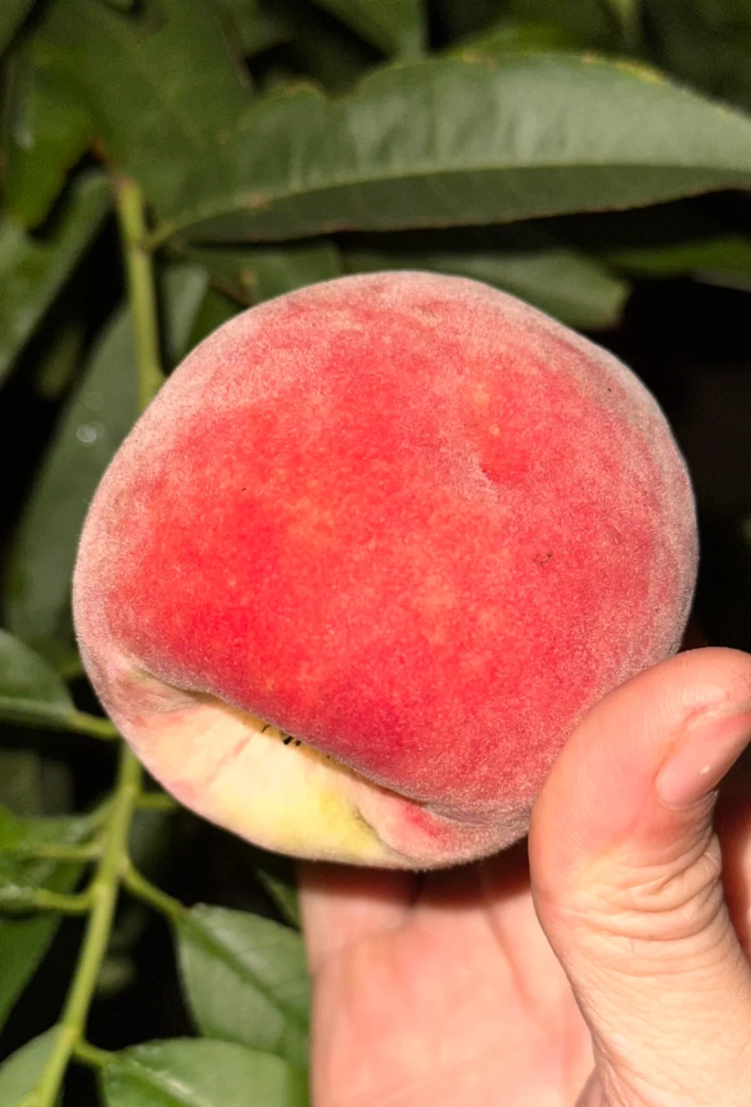 种在广州的盆栽台农水蜜桃成熟啦✌️