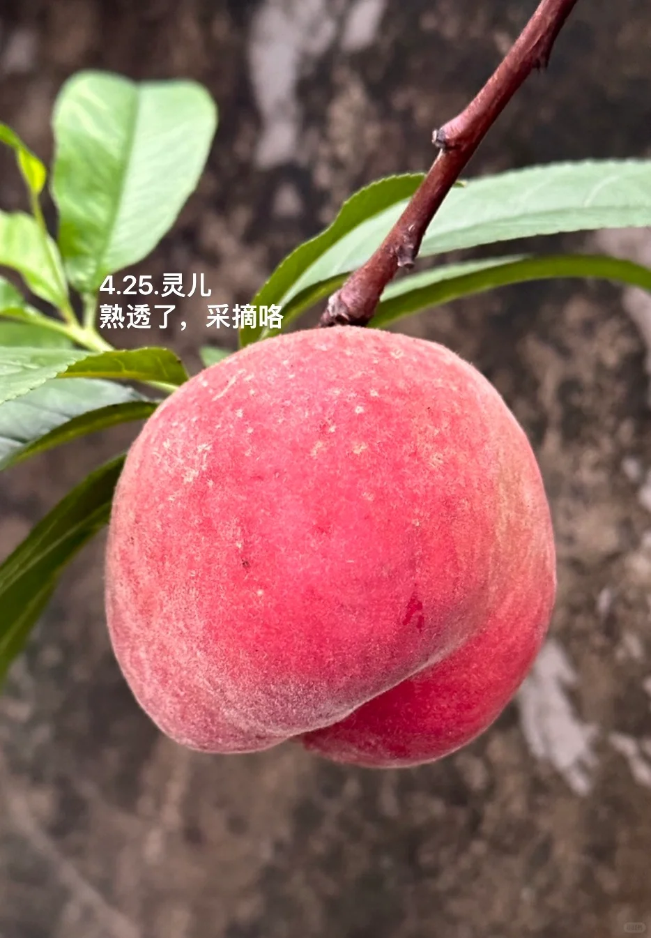 种在广州的盆栽台农水蜜桃成熟啦✌️