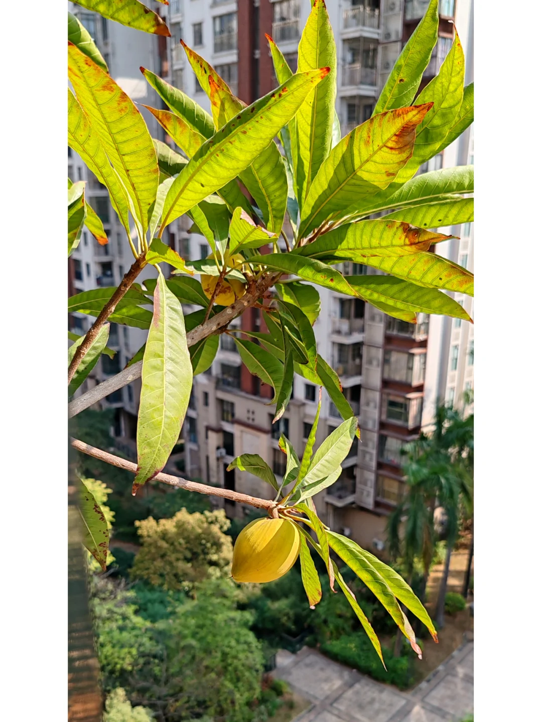 今天阳台农场小收获，这种水果90%人没吃过