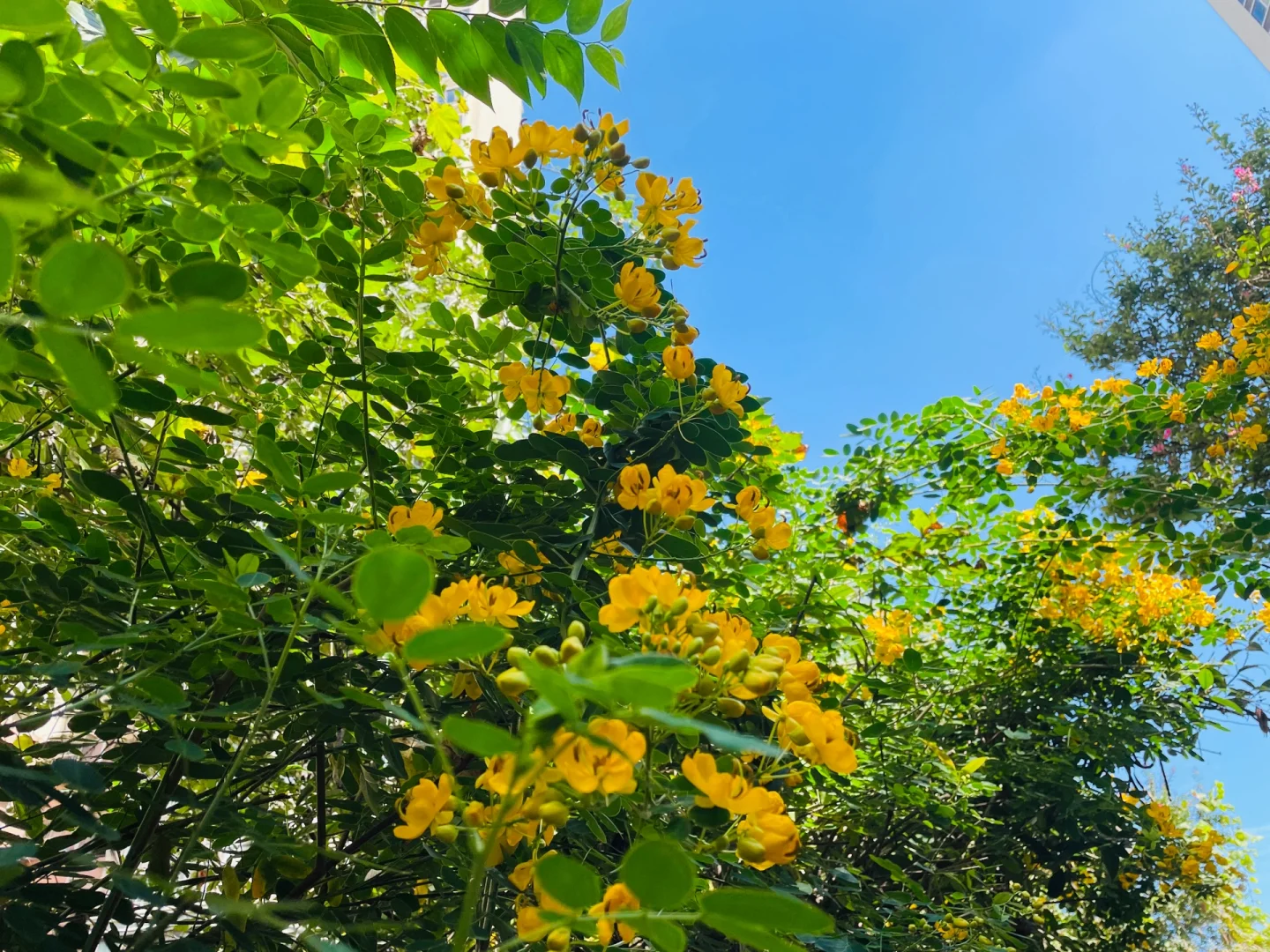 给孩子们的秋季水果图鉴