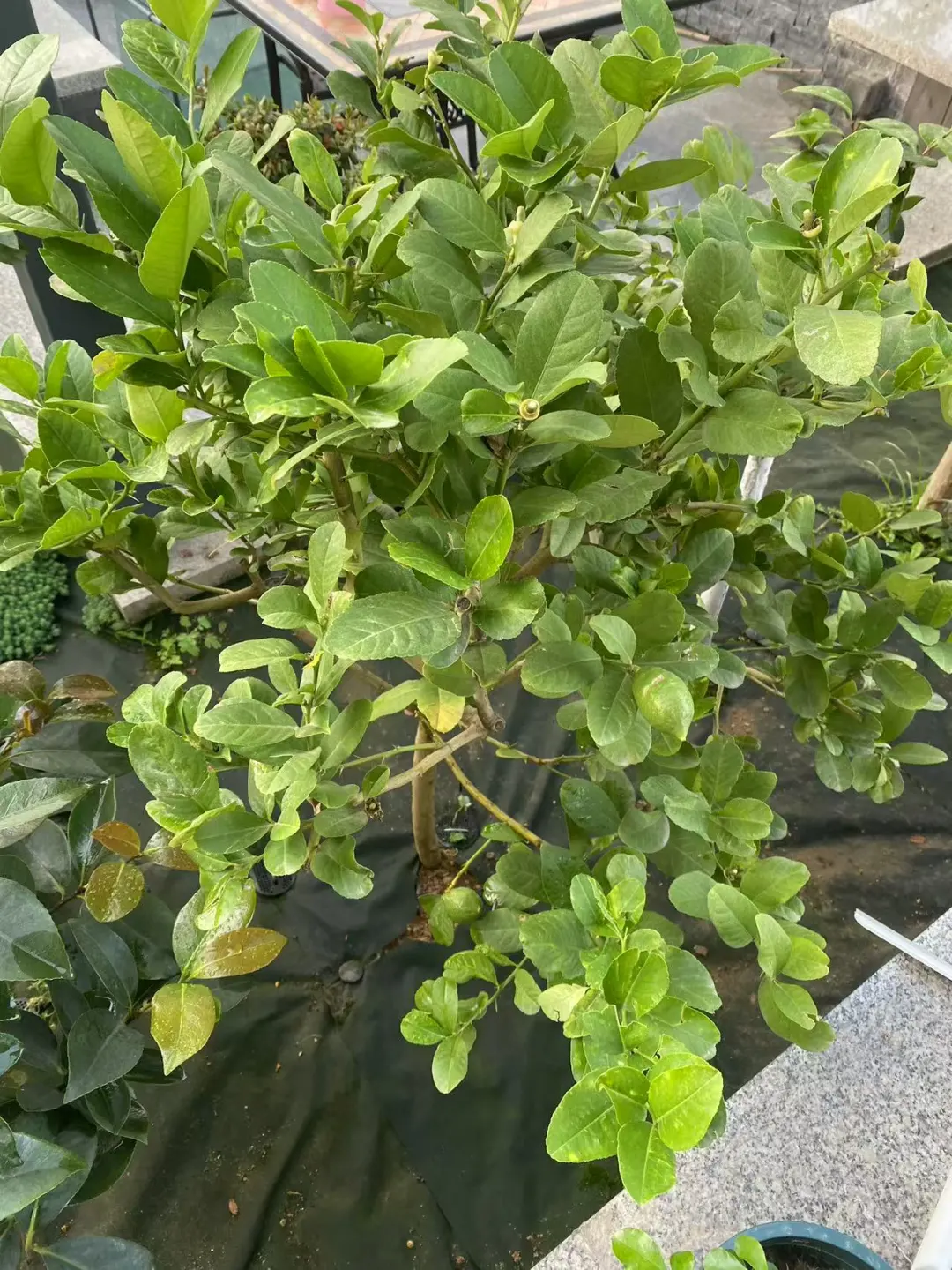 春天种树，秋天收果