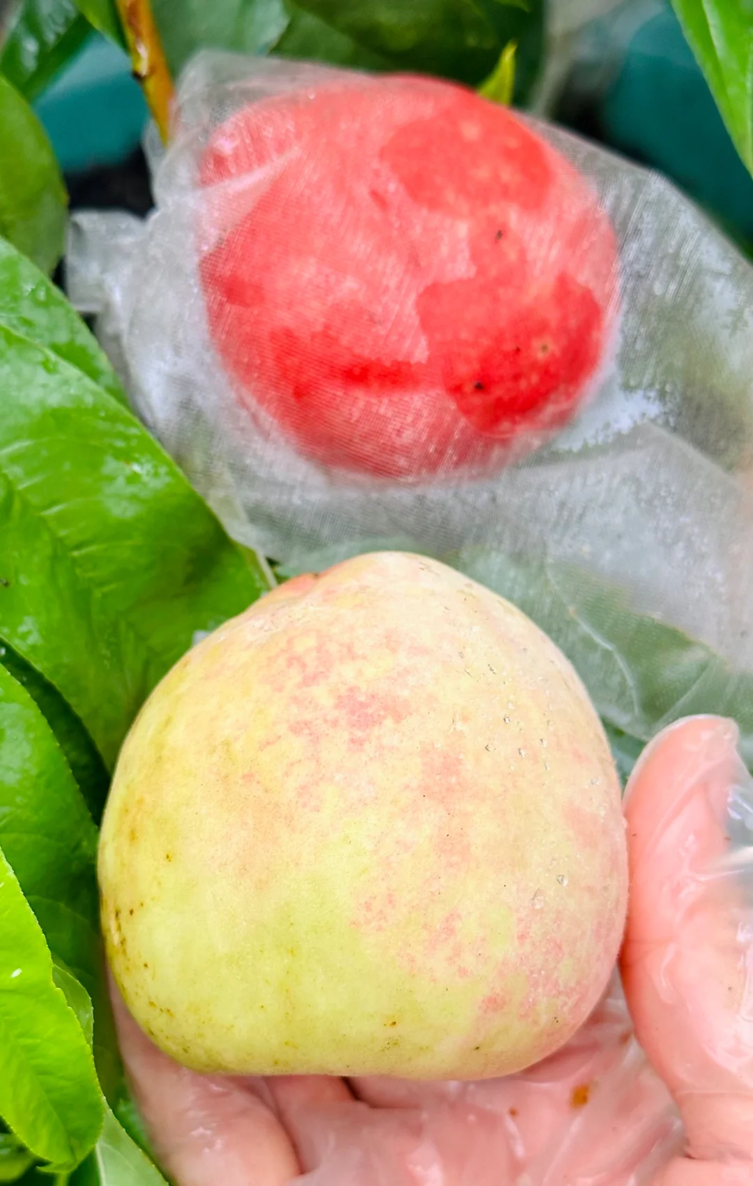 种在广州的盆栽台农水蜜桃成熟啦✌️