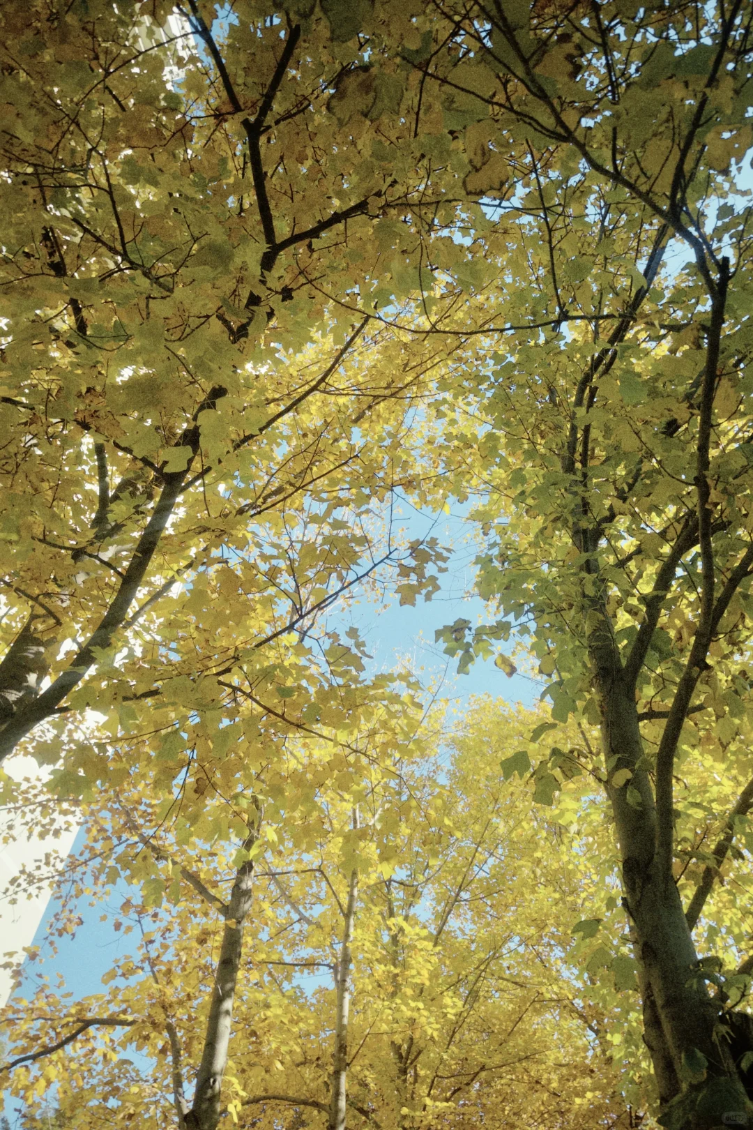 北林?赞美一下宿舍楼下的鹅掌楸?