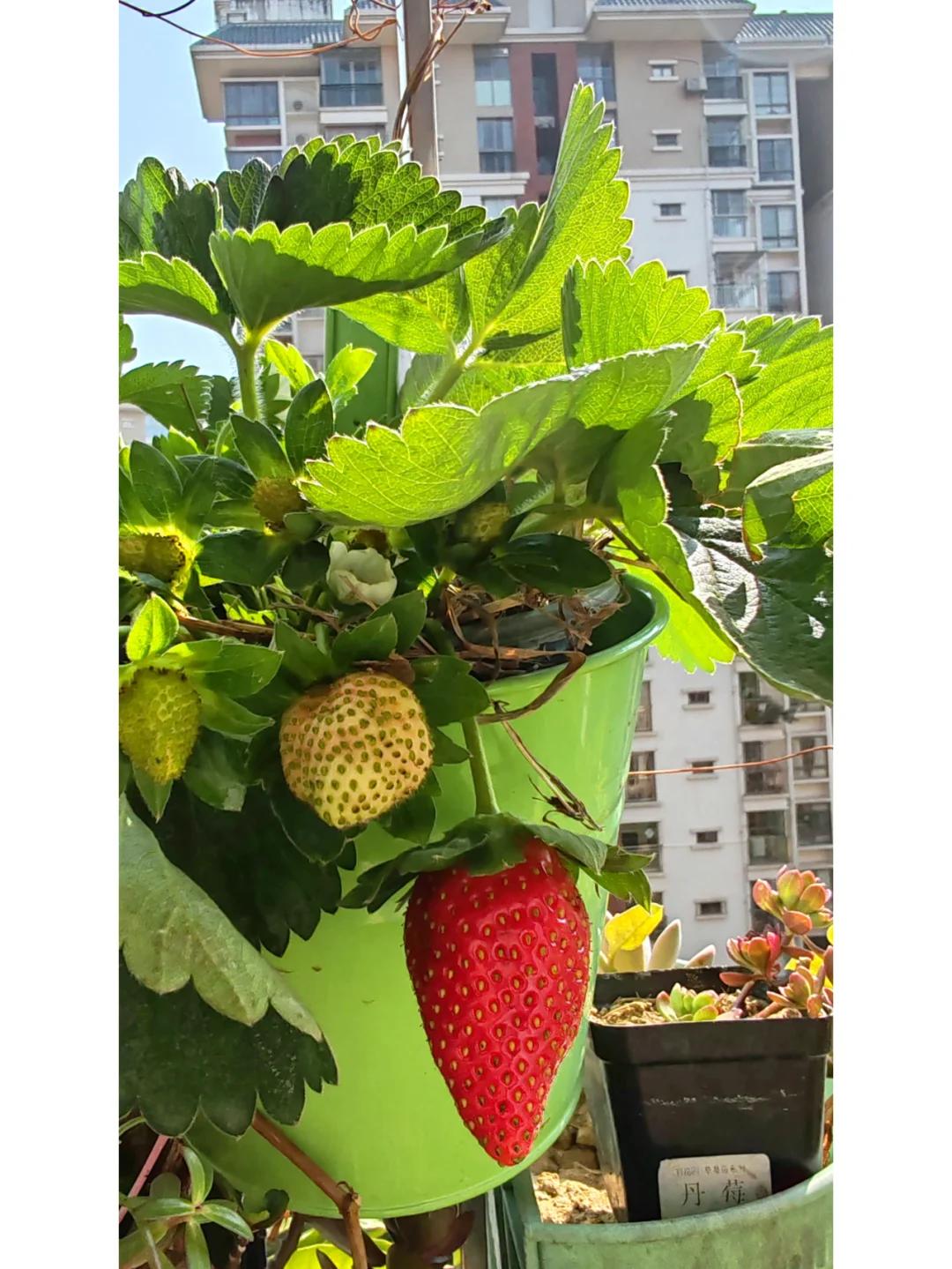 今天阳台农场小收获，这种水果90%人没吃过