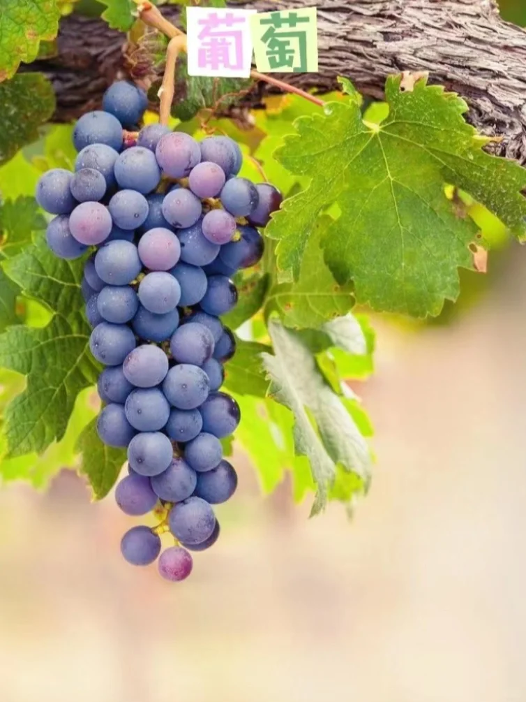 阳台可以盆栽的水果合集?安利给所有姐妹