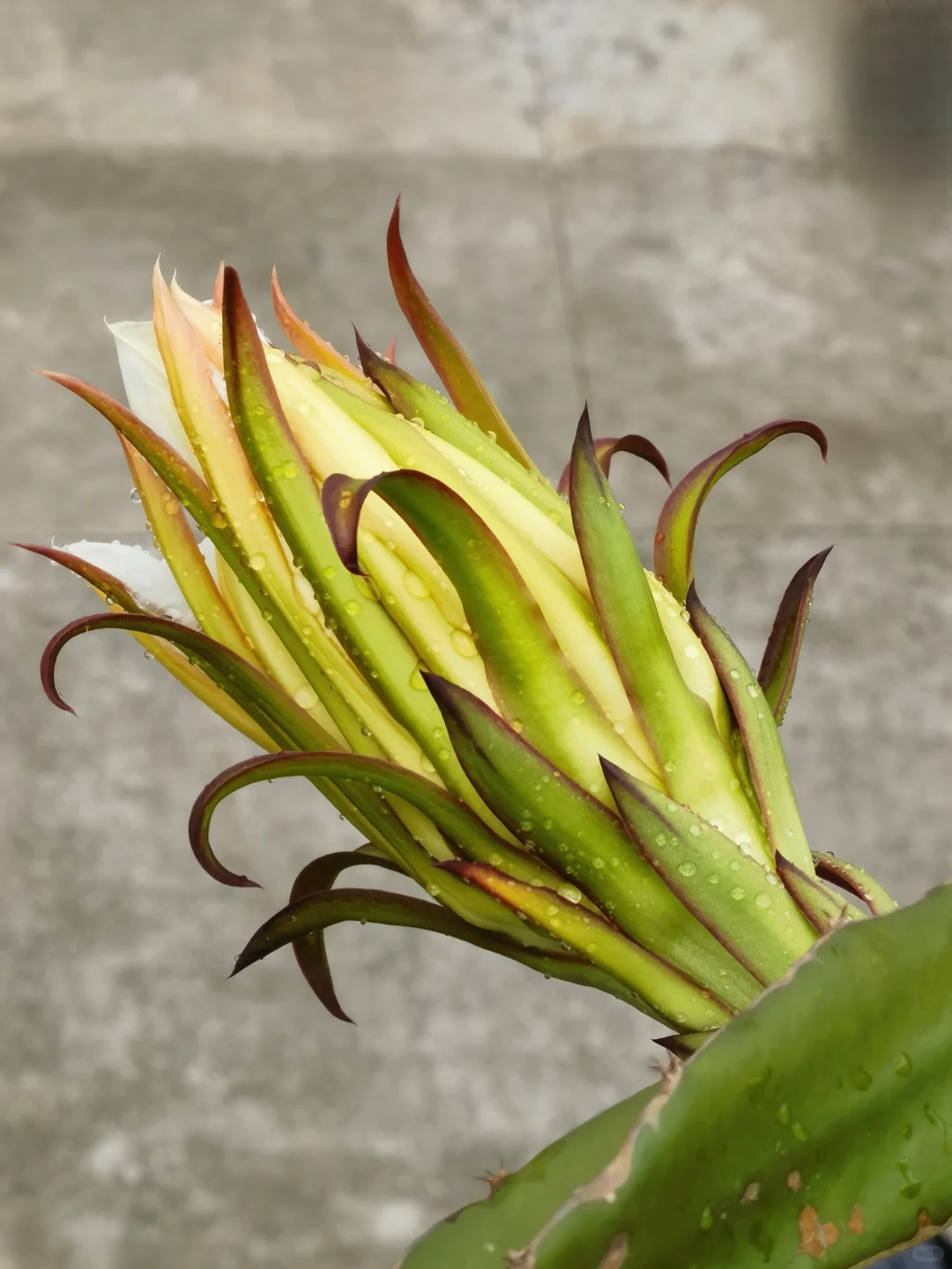 亲手栽种的水果丰收在望！