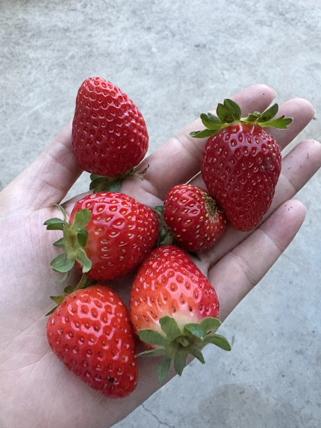 只要有块地 就有吃不完的水果