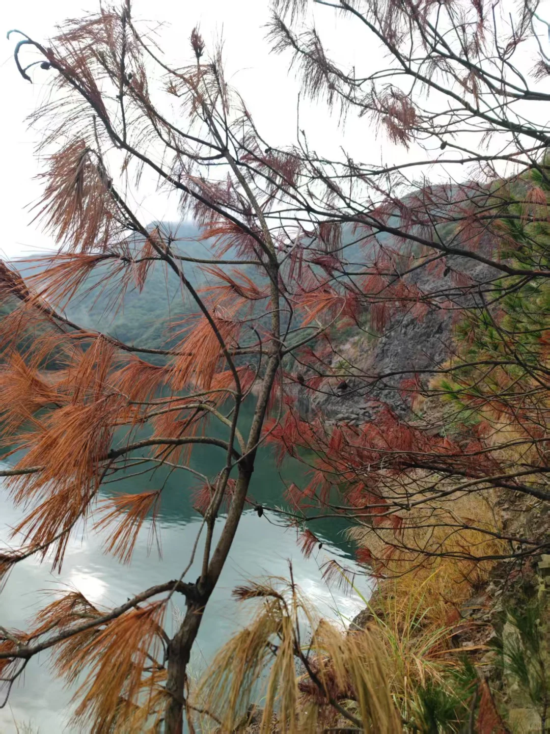 刻不容缓!松材线虫如何防治呼吁!
