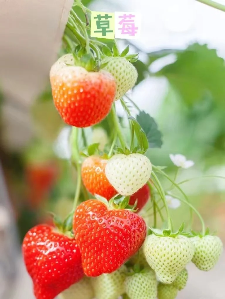 阳台可以盆栽的水果合集?安利给所有姐妹